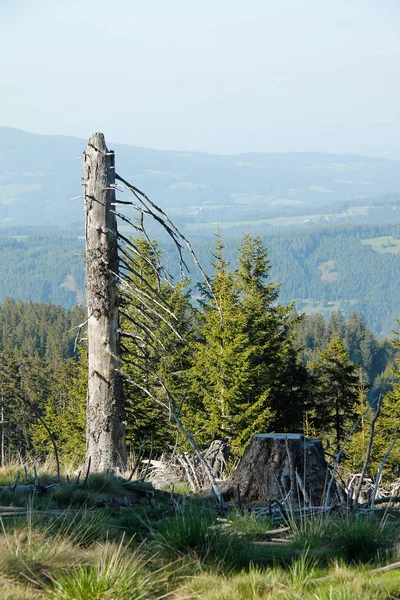 Drzewa Pnie Drzew Linia Drzew Alpach Błękitnym Niebem — Zdjęcie stockowe