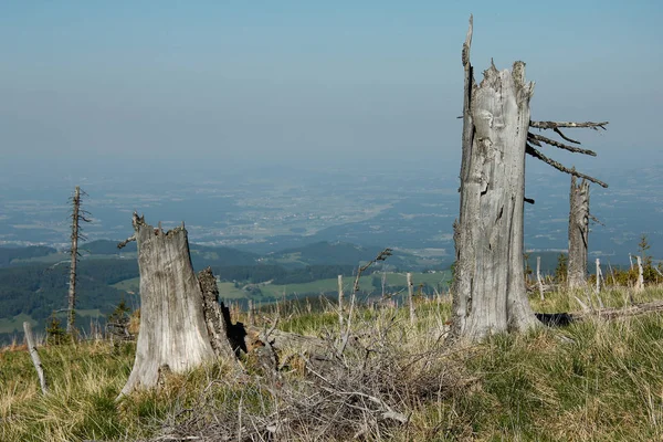 Stromy Kmeny Stromů Linie Stromů Alpách Modrou Oblohou — Stock fotografie