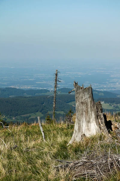 Stromy Kmeny Stromů Linie Stromů Alpách Modrou Oblohou — Stock fotografie