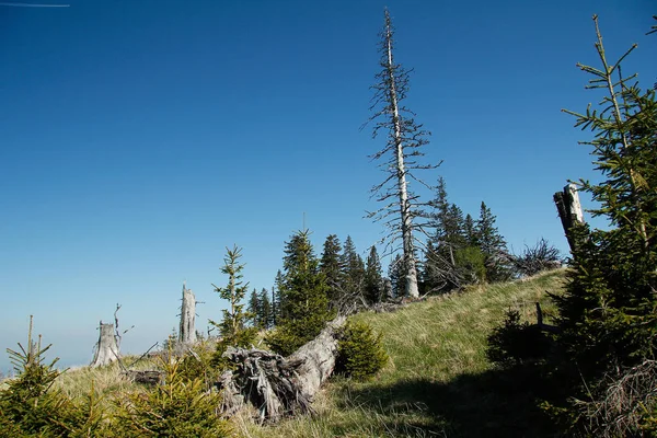 Stromy Kmeny Stromů Linie Stromů Alpách Modrou Oblohou — Stock fotografie