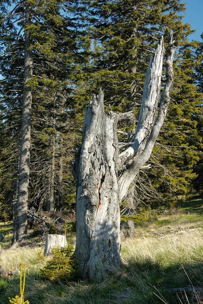 青い空が広がるアルプスの木や木の幹 — ストック写真