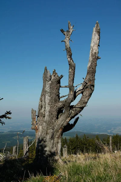 Árvores Troncos Árvores Linha Árvores Nos Alpes Com Céu Azul — Fotografia de Stock