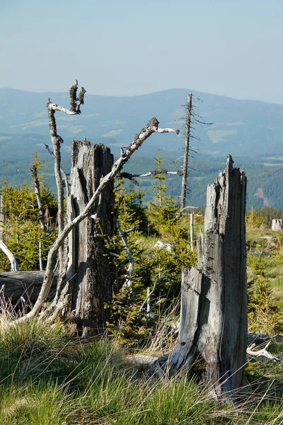 Stromy Kmeny Stromů Linie Stromů Alpách Modrou Oblohou — Stock fotografie