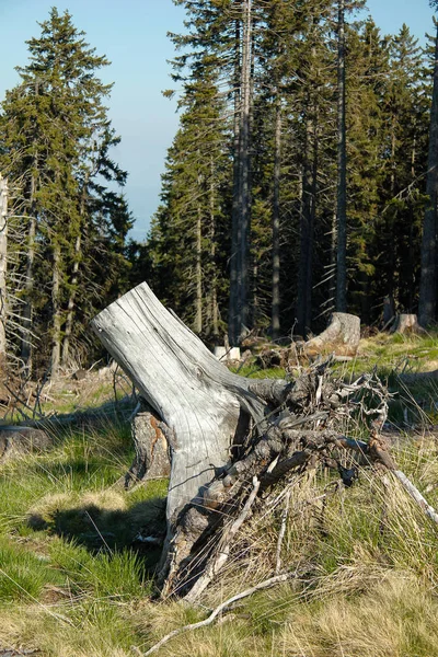 Stromy Kmeny Stromů Linie Stromů Alpách Modrou Oblohou — Stock fotografie