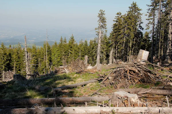 Fák Fatörzsek Fák Vonala Alpokban Kék Égbolttal — Stock Fotó
