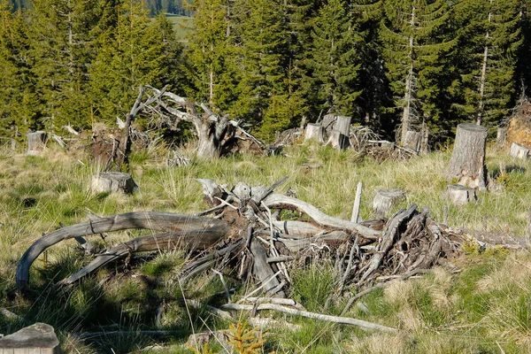 Árboles Troncos Árboles Línea Árboles Los Alpes Con Cielo Azul — Foto de Stock