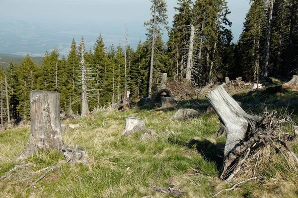 Stromy Kmeny Stromů Linie Stromů Alpách Modrou Oblohou — Stock fotografie