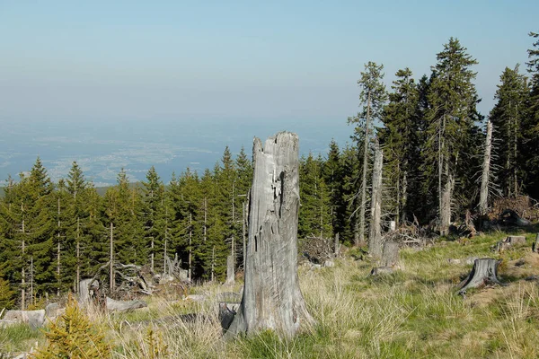 Stromy Kmeny Stromů Linie Stromů Alpách Modrou Oblohou — Stock fotografie