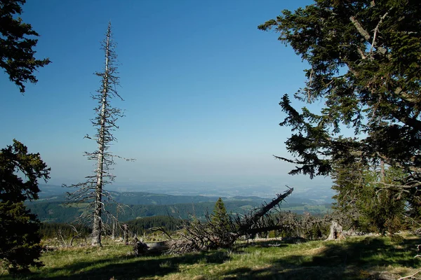 trees,tree trunks,tree line in the alps with blue sky