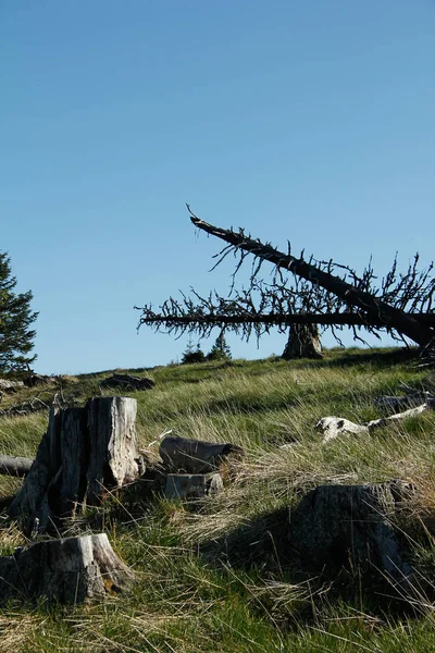 trees,tree trunks,tree line in the alps with blue sky