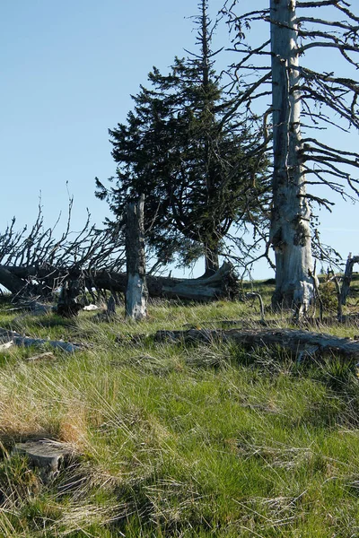 青い空が広がるアルプスの木や木の幹 — ストック写真