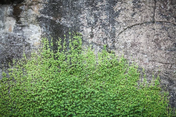 Kayanın Üzerinde Bazı Bitkiler Renkli Görüntü — Stok fotoğraf