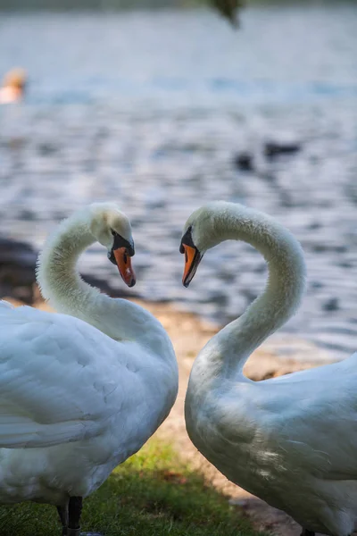 首を動かす2羽の白鳥の色のイメージ — ストック写真