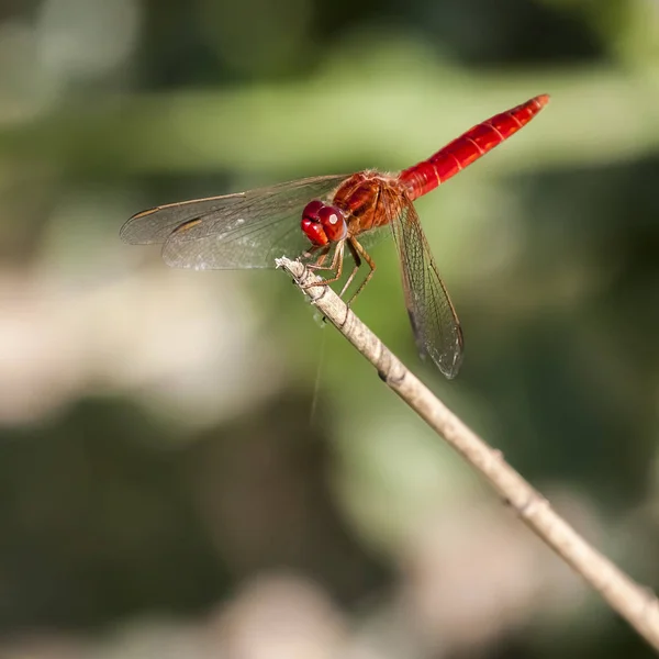 Entomologie Und Odonata Libelleninsekt — Stockfoto