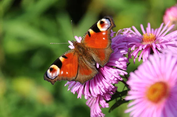 蝴蝶坐在五彩斑斓的花朵上 — 图库照片