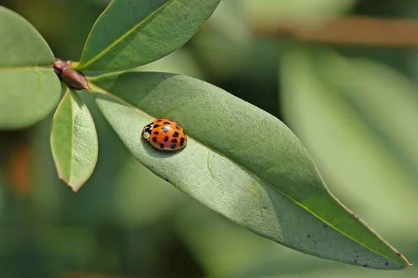 Ladybug Asiático Armonia Axyridis Hoja —  Fotos de Stock