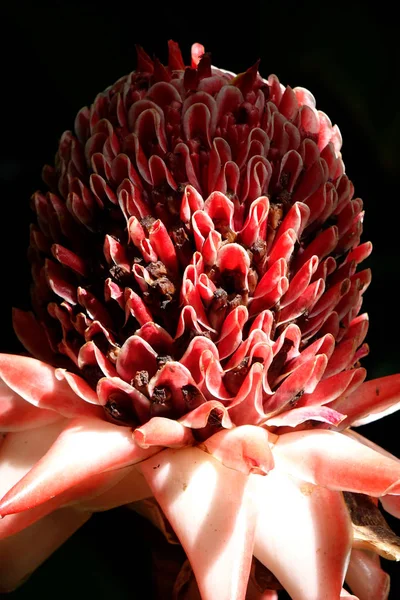 Nahsicht Auf Eine Tiefrot Gefärbte Ingwerlilie — Stockfoto