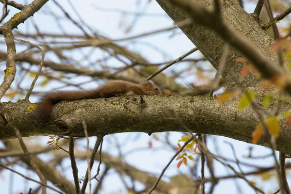 Dzika Przyroda Wiewiórka Naturze Puszysta Wiewiórka — Zdjęcie stockowe