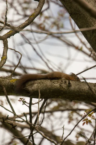 Esquilo Animal Roedor Adorável — Fotografia de Stock