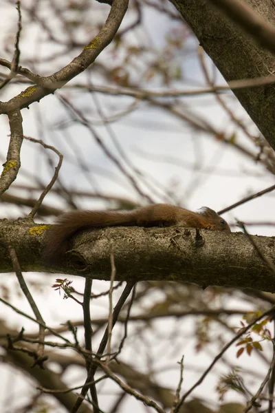 Animale Scoiattolo Roditore Adorabile — Foto Stock