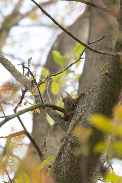 Flauschiges Eichhörnchen Tier Nagetier — Stockfoto
