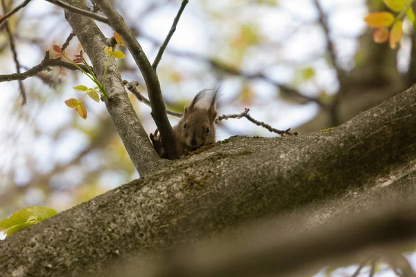 Eichhörnchen Entzückendes Nagetier — Stockfoto