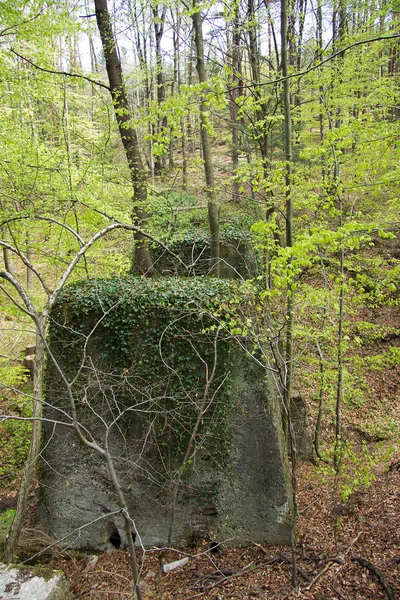 Cais Dilapidados Velhos Uma Floresta Uma Linha Ferroviária Desutilizada Styria — Fotografia de Stock