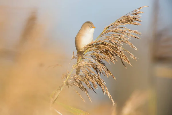 Malowniczy Widok Piękny Ptak Titmouse — Zdjęcie stockowe