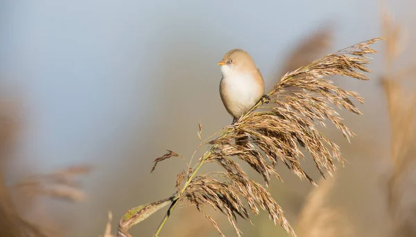 Teta Barbuda Panurus Biarmicus —  Fotos de Stock