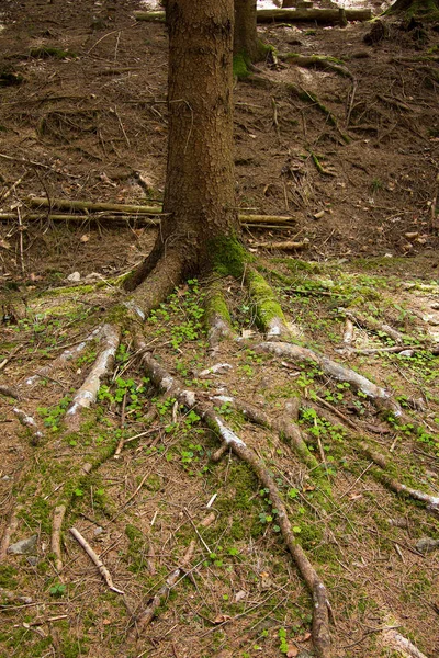 Tree Visible Roots Forest Styria — Stock Photo, Image