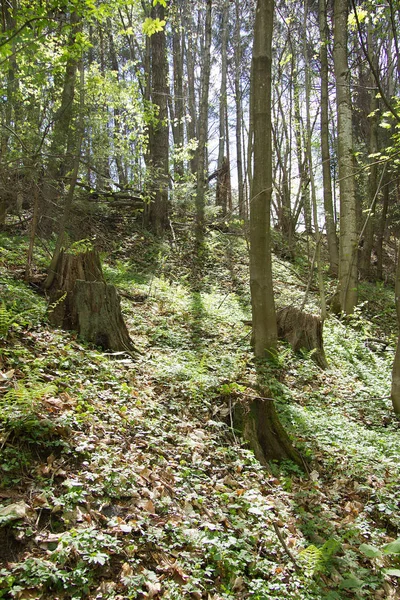施蒂里亚州是奥地利南部一个森林覆盖的山地州 — 图库照片
