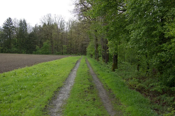 Route Gravier Côté Champ Avec Forêt Après Pluie Dans Campagne — Photo