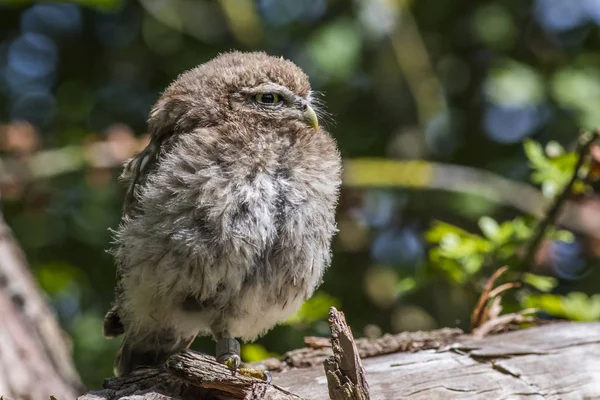 Little Owl Bird Fauna Bird Feathers — Stock Photo, Image