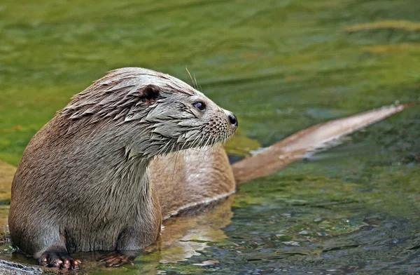 Close Otter Lutra Lutra — Stock Photo, Image
