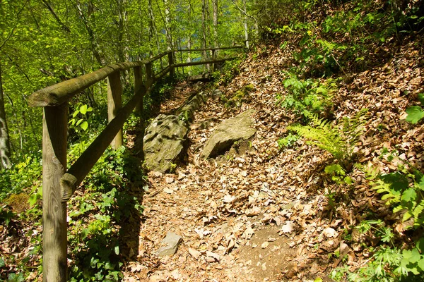 Gepflasterter Weg Einem Wald Der Steiermark — Stockfoto