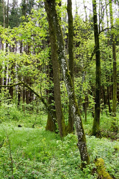 Estiria Estado Montañoso Boscosa Sur Austria —  Fotos de Stock