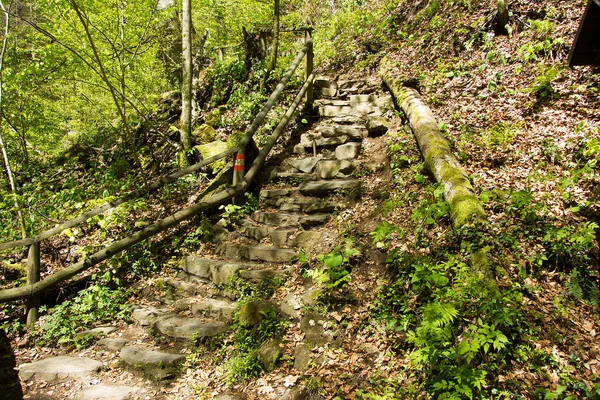 Utwardzony Szlak Lesie Styrii — Zdjęcie stockowe