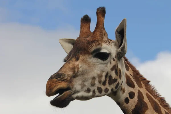 Hohes Giraffentier Afrikanisches Pflanzenfressendes Säugetier — Stockfoto