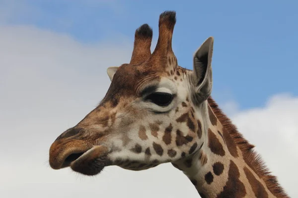 Hoge Giraffe Dier Afrikaanse Herbivoor Zoogdier — Stockfoto
