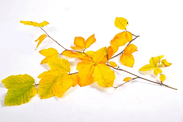 Jesień Kolorowe Liście Buka Gałąź — Zdjęcie stockowe