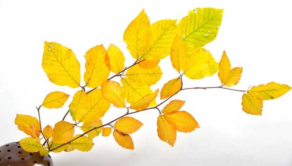 Fall Season Foliage Autumn Leaves — Stock Photo, Image