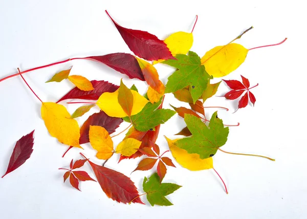 Herbst Bunte Buchenblätter Zweig — Stockfoto