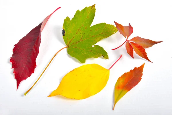 Outono Colorido Faia Folhas Ramo — Fotografia de Stock