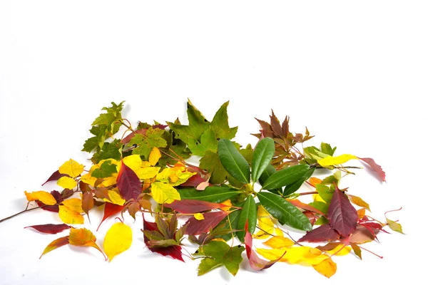 Herbst Bunte Buchenblätter Zweig — Stockfoto