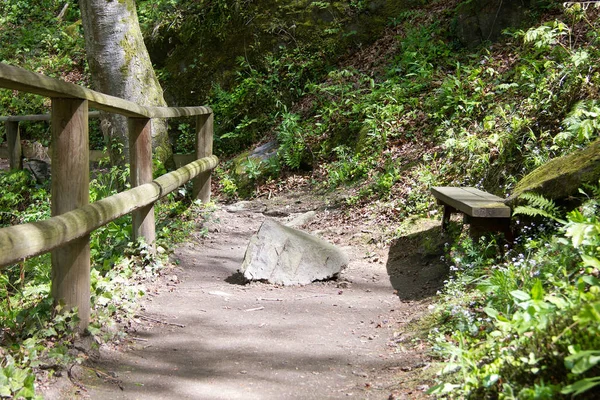 Ruta Pavimentada Bosque Estiria — Foto de Stock