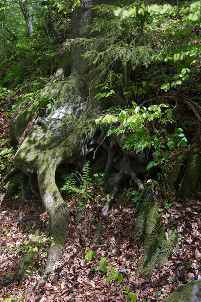 Styria Mountainous Forested State Southern Austria — Stock Photo, Image
