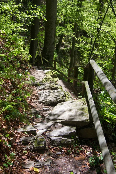 Sentiero Asfaltato Bosco Stiria — Foto Stock