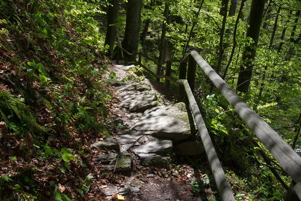 Sentier Pavé Dans Une Forêt Style — Photo