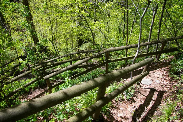 Sentiero Asfaltato Bosco Stiria — Foto Stock