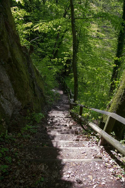 Sentiero Asfaltato Bosco Stiria — Foto Stock